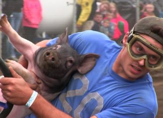 Pig-N-Ford Races Is F1 For Rednecks